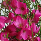 Boronia Magenta Stars Pplbormst - Garden Express Australia