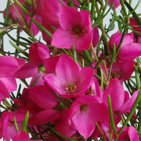 Boronia Growing Guide Boronia Magenta Stars Pplbormst - Garden Express Australia