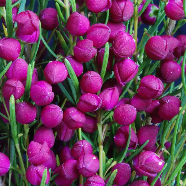Boronia Growing Guide Boronia Plum Bells Pplborpbe - Garden Express Australia