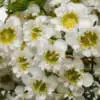 Spring Gardening Tips Chamelaucium Waxflower Chantilly Lace Pplchawcl - Garden Express Australia