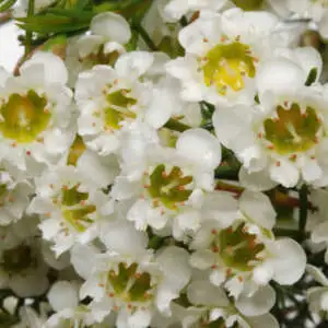 Chamelaucium Growing Guide Chamelaucium Waxflower Chantilly Lace Pplchawcl - Garden Express Australia