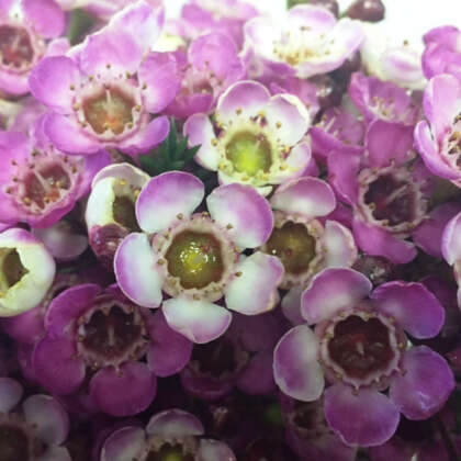 Chamelaucium Wax Flower Dees Delight (pbr)