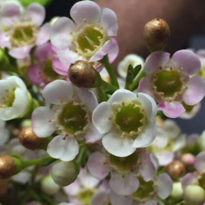 Chamelaucium Wax Flower Marshmallow Delight (pbr)