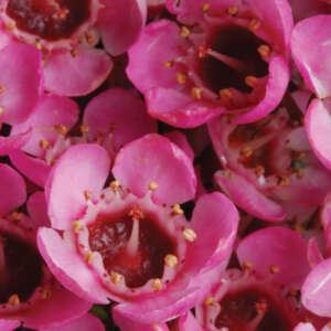 Chamelaucium Wax Flower Sarahs Delight
