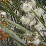 Eucalyptus Winter Light