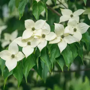 American Honeysuckle Growing Guide Evergreen Dogwood Lpoevedwo - Garden Express Australia
