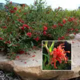 Grevillea Cherry Cluster 20 Lpogreccl - Garden Express Australia