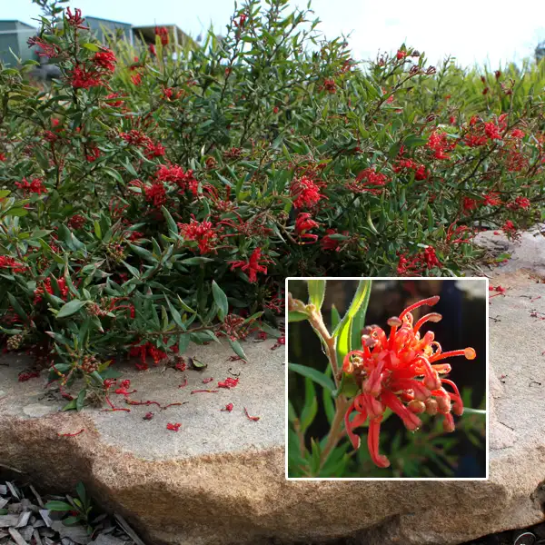 Grevillea Cherry Cluster (pbr)