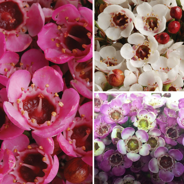 Chamelaucium Wax Flower Collection