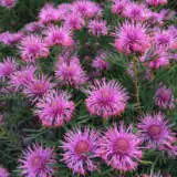 Isopogon Candy Cones Pplisocco - Garden Express Australia