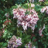 Pieris Christmas Cheer - Garden Express Australia