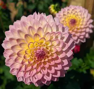 Dahlias: Shade Or Full Sun? Rsz 1stephanie Mulrooney Bxca88vmhbc Unsplash - Garden Express Australia