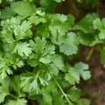 Rsz Chandan Chaurasia N73l0ezbj8y Unsplash - Garden Express Australia