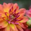 Dahlias: Shade or Full Sun? Rsz Fabien Lebre Reizahp3uc8 Unsplash - Garden Express Australia