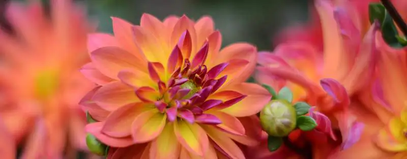 Dahlias: Shade Or Full Sun? Rsz Fabien Lebre Reizahp3uc8 Unsplash - Garden Express Australia
