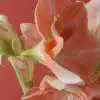 What Should I Do With My Amaryllis After It Blooms? Rsz Flower 980613 1920 - Garden Express Australia