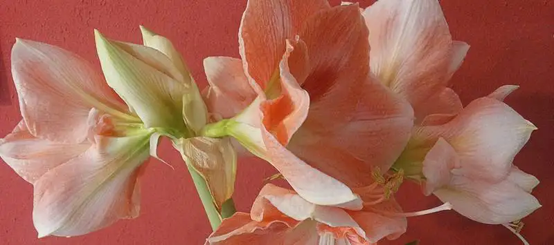 What Should I Do With My Amaryllis After It Blooms? Rsz Flower 980613 1920 - Garden Express Australia