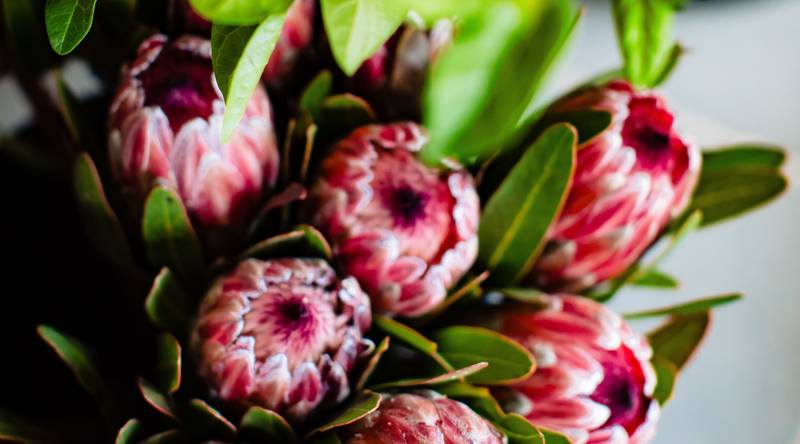 Protea Growing Guide