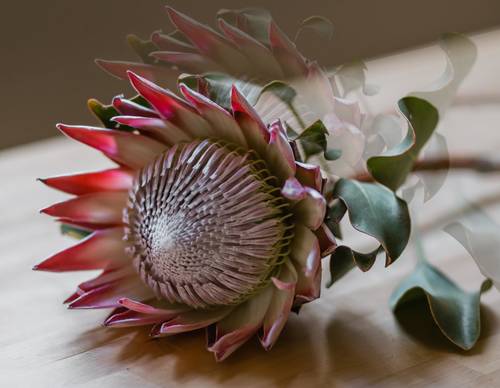  how to grow protea