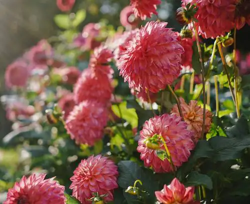 Dahlias: Shade Or Full Sun? Rsz Phil Hearing 57oh U Srws Unsplash - Garden Express Australia