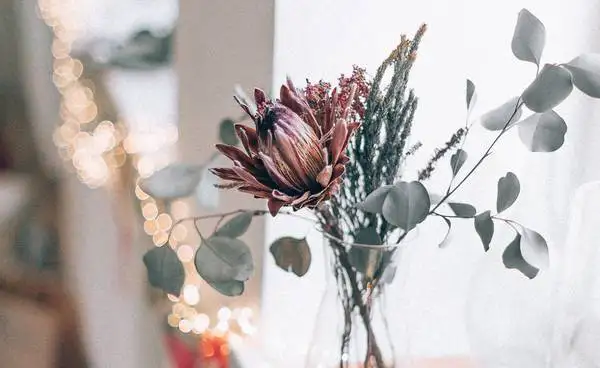 Protea Growing Guide Rsz Rikonavt Loyylrthxuk Unsplash - Garden Express Australia