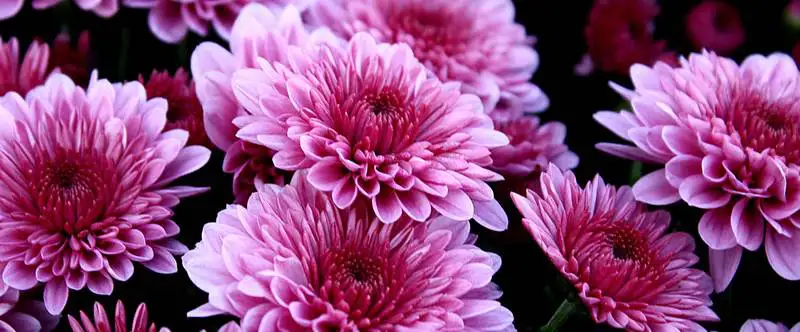 Grevillea Marys Delight Rsz Sue Hughes Nrgo0ijkgjo Unsplash - Garden Express Australia