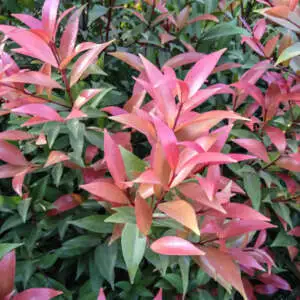 Colourful Foliage Plants For Your Garden Syzigum Toffee Apple Pplsyztap - Garden Express Australia