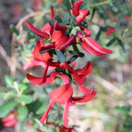 Templetonia Retusa Ppltemret - Garden Express Australia