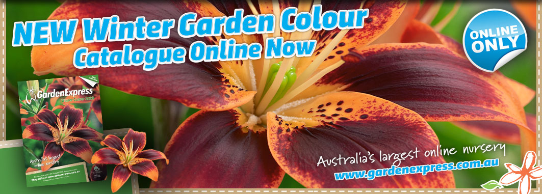 Wintercolourp2 Slider - Garden Express Australia