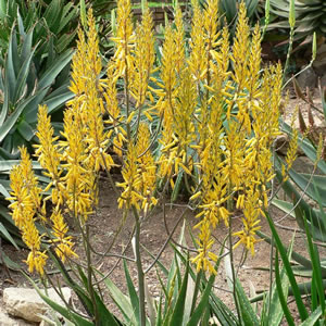 Aloe First Gold Plaalofgo - Garden Express Australia