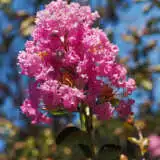 Crepe Myrtle Sioux Flower - Garden Express Australia