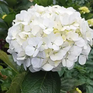 Hydrangeas In Australian Summers - Shade, Watering & Soil Tips Hydrangea Agnes Pevalli P75hydape - Garden Express Australia