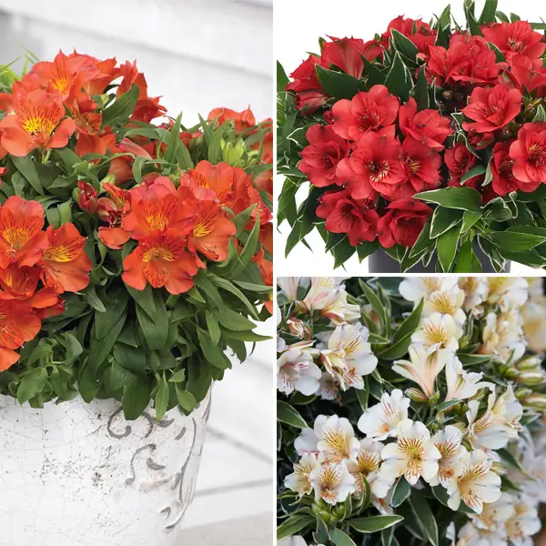 Princess Lily Collection 1- 3 Plants