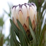 Protea Cream Mink