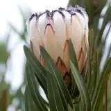 Protea Cream Mink Protea Cream Mink