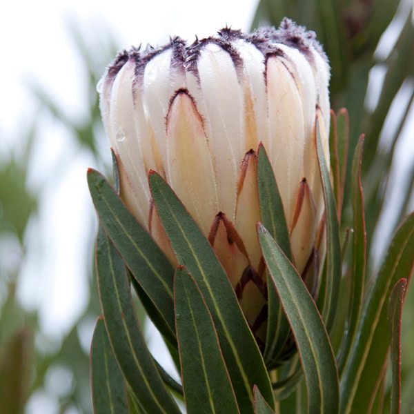 Protea Cream Mink