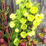 Boronia Megastigma Lutea Pplbormlu - Garden Express Australia