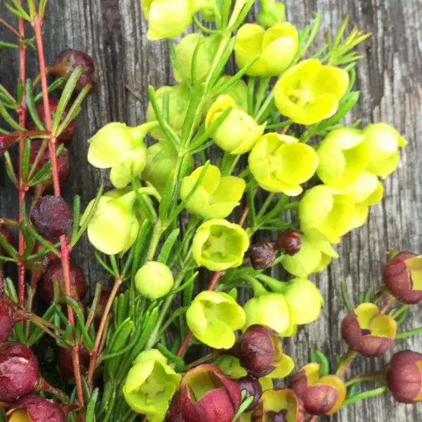 Boronia Growing Guide Boronia Megastigma Lutea Pplbormlu - Garden Express Australia