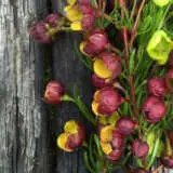 Boronia Megastigma Pplbormeg - Garden Express Australia