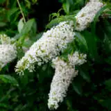Buddleja Petite Snow Pplbudpsn - Garden Express Australia