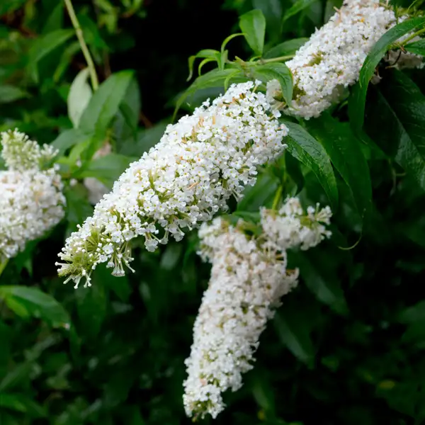 Buddleja Petite Snow White