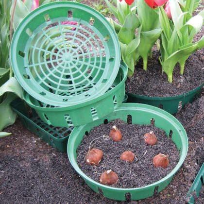 Gardeners Advantage Bulb Planting Basket Round 22cm