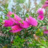 Callistemon Purple Splendour Pplcalpsp - Garden Express Australia