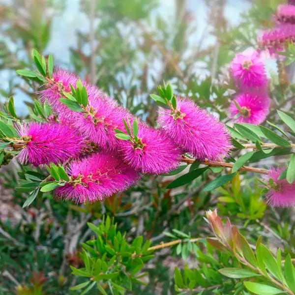 Callistemon Purple Splendour