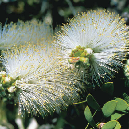 Callistemon White Anzac Pplcalwan - Garden Express Australia