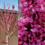 Cercis Avondale - Garden Express Australia