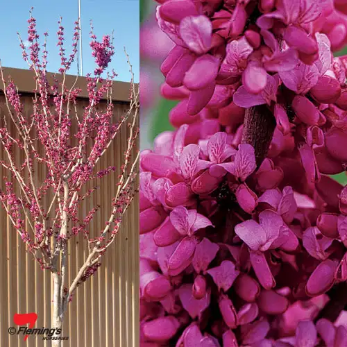 Cercis Avondale