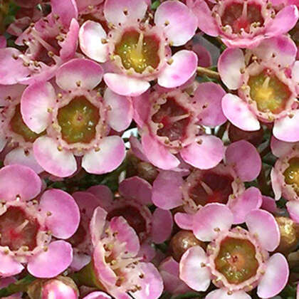 Chamelaucium Rubys Delight Pplchawrd - Garden Express Australia