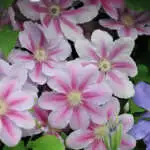 Fast-growing Plants For Screening Clematis Bees Jubilee Pplclebju - Garden Express Australia