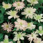 Fast-growing Plants For Screening Clematis Jenny Pplclejen - Garden Express Australia